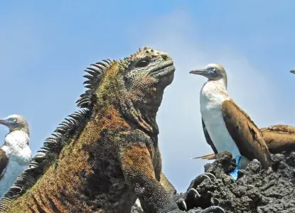 Galapagos_Marine-Iguana-%26-BFBoobies-hero.jpg Marine Iguana and Boobies, Galapagos Islands)