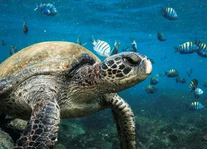 Galapagos_Sea-Turtle-and-fish-hero.jpg Galapagos_Sea-Turtle-and-fish-hero.jpg