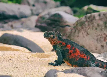 Marine-iguana-classic-hero.jpg Marine-iguana-classic-hero.jpg