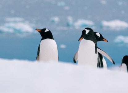 How Much Does It Cost to Visit Antarctica from the USA? How Much Does It Cost to Visit Antarctica from the USA?