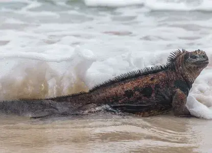 iguana-hero_0.jpg Iguana in the Galapagos)