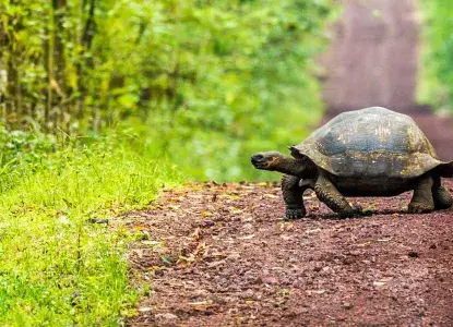 tortoise-hero.jpg Galapagos Islands
