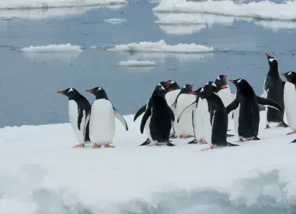Gentoo-Penguins-Iceberg-hero.jpg Gentoo-Penguins-Iceberg-hero.jpg