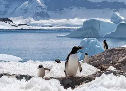 Antarctica_Gentoo-Penguin-scenery-hero.jpg Gentoo penguin group on melting ground in Antarctica with iceberg in snowy background)