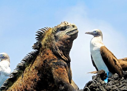 Discover the Galapagos – Your Island by Island Guide Discover the Galapagos – Your Island by Island Guide