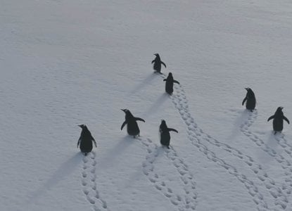 How to Prepare for an Antarctic Cruise How to Prepare for an Antarctic Cruise