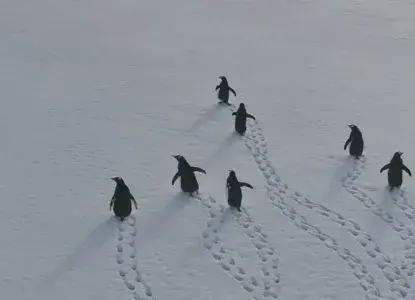 How to Prepare for an Antarctic Cruise How to Prepare for an Antarctic Cruise