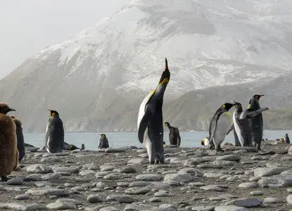Classic%20South%20georgia.jpg antarctica special deals