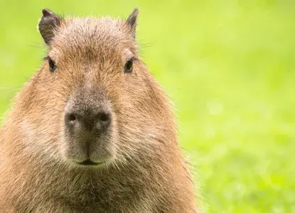 Five Fun Facts About Capybaras Five Fun Facts About Capybaras