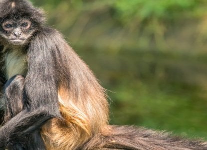 Wildlife of the Panama Canal Wildlife of the Panama Canal