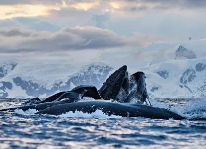 Humpback-whales.jpg antarctica special deals