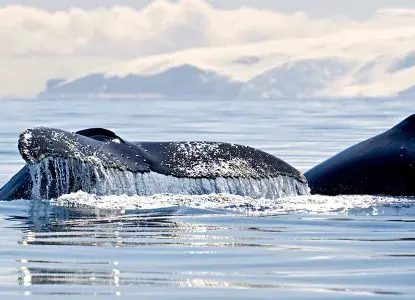 Antarctic-whales.jpg Antarctic-whales.jpg