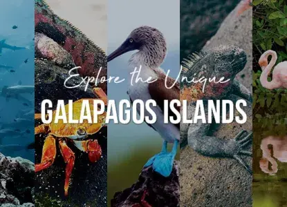 View Galapagos Deals