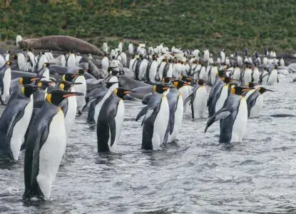 QUARK_King-Penguin-colony_Falkland-Islands_DavidMerron_HERO.jpg QUARK_King-Penguin-colony_Falkland-Islands_DavidMerron_HERO.jpg