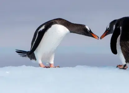 How to Find the Best Antarctica Cruise Operators How to Find the Best Antarctica Cruise Operators