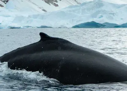 Humbacvk-Whale-dorsal-Antarctica-HERO.jpg Humbacvk-Whale-dorsal-Antarctica-HERO.jpg