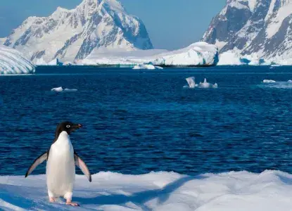 Lonely-penguin.jpg Lonely Penguin with a beautiful landscape behind)