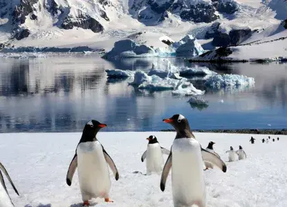 Antarctica-fun-penguins.jpg Several Gentoo Penguins in Antarctica)