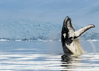 Humpback-Whale-vertical-breach_Antarctica-HERO_0.jpg Humpback Whale vertical breaching in antarctica waters)