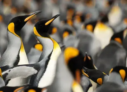 King-Penguin-colony-with-close-up-HERO.jpg antarctica special deals