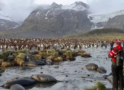PLX_King-Penguin-colony_Elephant-Seals_Gold_Harbour_Drygalski_Horntrich_SG-HERO.jpg King Penguin Colony on South Georgia Island image from Polar Latitudes Expeditions)