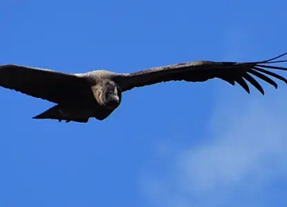 Birdwatching in Argentina Birdwatching in Argentina