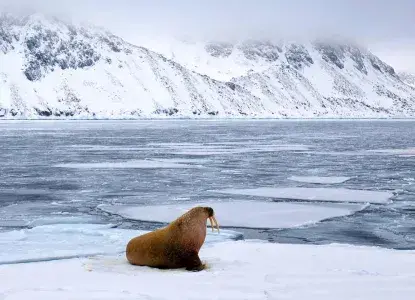 Walruss-icefloe-HERO.jpg Arctic landscape