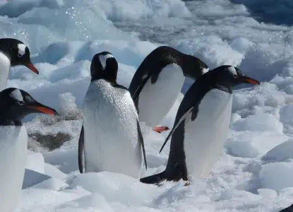 antarctica-hero-new-size-10.jpg Best Antarctic luxury cruise