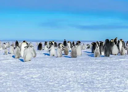 Emperor-Penguin-colony-with-chicks-Ross-Sea-HERO.jpg Antarctica Cruises from Australia and New Zealand