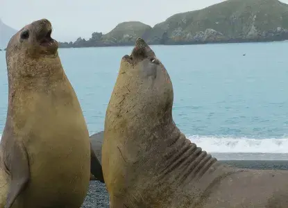 Males-Elephant-Seals-battle-South-Georgia-HERO_1.jpg Males-Elephant-Seals-battle-South-Georgia-HERO_1.jpg