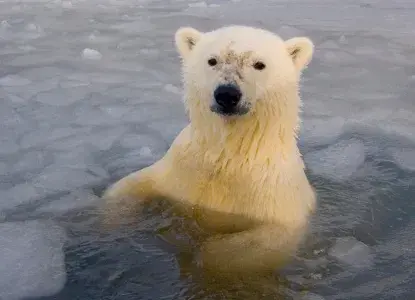 Polar-Bears-in-Brash-Ice_Ellesmere-Island_CA_HERO.jpg Polar-Bears-in-Brash-Ice_Ellesmere-Island_CA_HERO.jpg