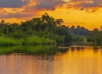 amazon2_1.jpg Amazon rainforest