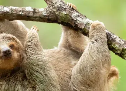 Brown-throated-Sloth_Choco-Colombia-HERO.jpg Machu Picchu