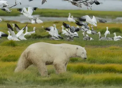 CHURCHILL-WILD_Polar-Bear-with-Snow-Geese_photocredit-Charles-Glatzer-HERO.jpg Luxury Northwest Passage cruise