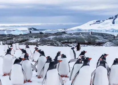 Gentoo%20Penguins%20Hero.jpg Gentoo%20Penguins%20Hero.jpg