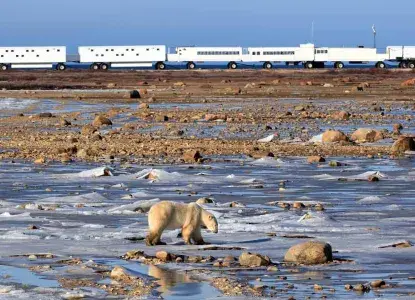 Polar-Bear-with-Tundra-Buggy-Lodge_Churchill_Manitoba_CA-HERO.jpg Luxury Northwest Passage cruise