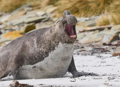10 Fun Facts About Elephant Seals 10 Fun Facts About Elephant Seals