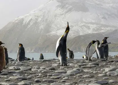Classic-South-georgia-HERO.jpg scattered king penguins along a rocky landscape in the foreground with a snow covered mountain in the background)