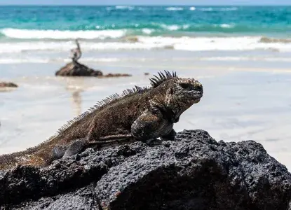 MarineIguana_2741246117_0.jpg Marine Iguana on a rock, Galapagos Islands)