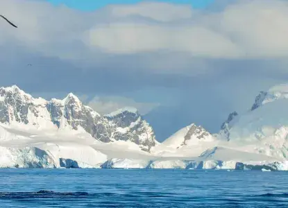 Whale-tale-with-snow-background.jpg Humpback whale tail in calm bay in Antarctica with snowy mountain background)