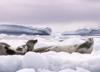 Antarctica%20hero13_8.jpg Group of 3 crabeater seals on iceberg in icy waters in Antarctica )