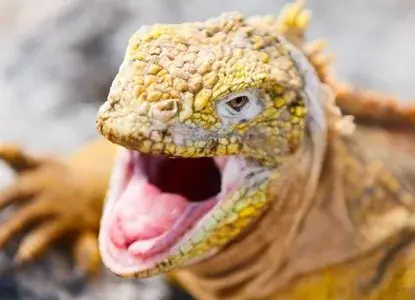Galapagos%20hero11_3.jpg Iguana in the Galapagos Islands)