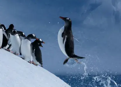 Gentoo%20Penguins%20hero2_1.jpg Gentoo%20Penguins%20hero2_1.jpg