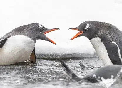 Gentoo%20Penguins%20hero_0.jpg Gentoo%20Penguins%20hero_0.jpg