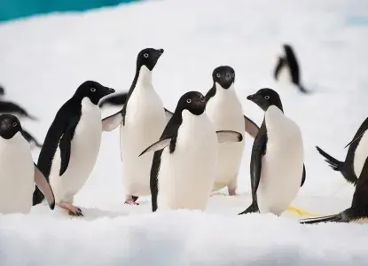 Headers-template-2_DiskStation_Nov-27-1327-2018_Conflict_4.jpg penguins in South Georgia